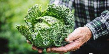 Ce este Kale si ce beneficii ofera consumul acesteia