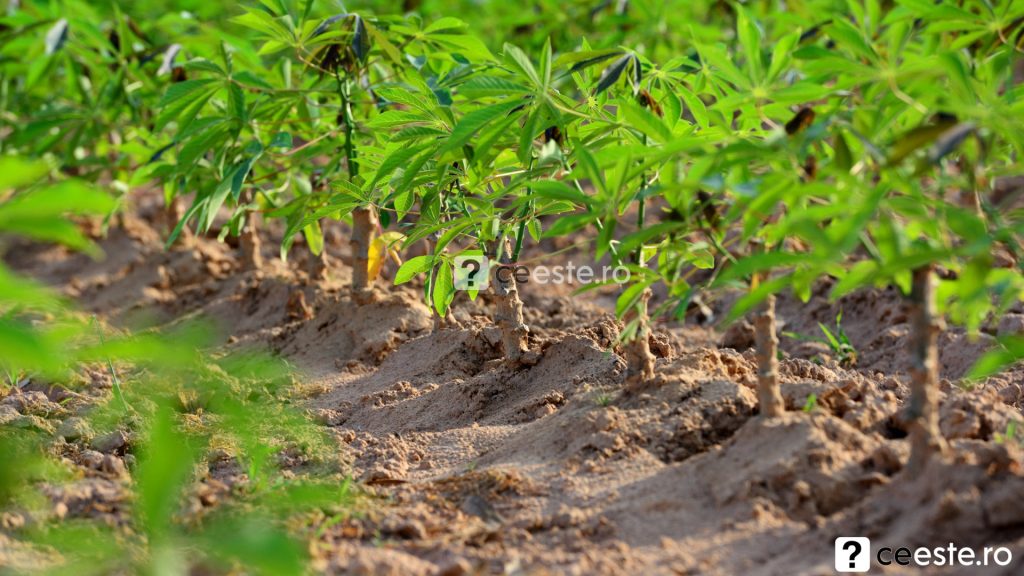 Plantatie de cassava